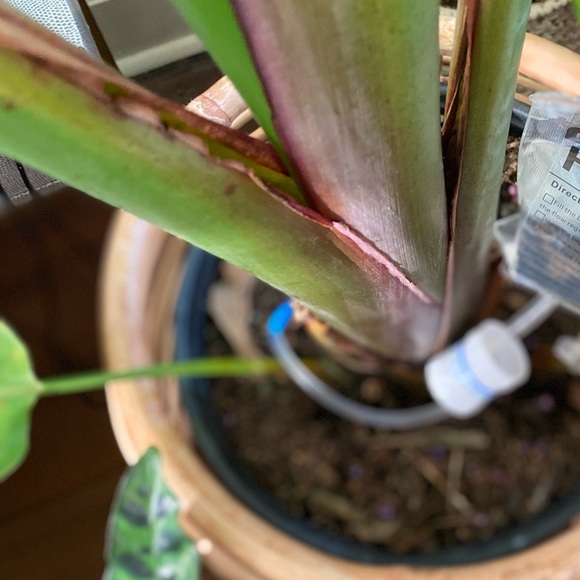 Plant IV - Plant Life Support - Picture 3 of 6